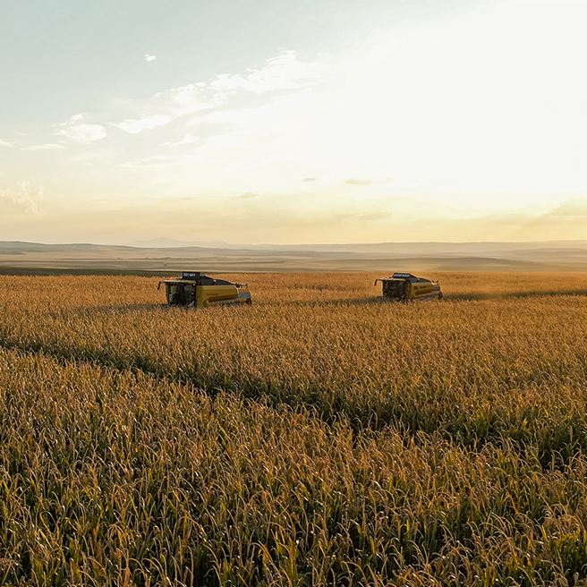 Bala Tarım - Image 3